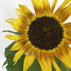 Bi-Color Sunflower