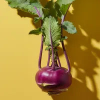 Kohlrabi