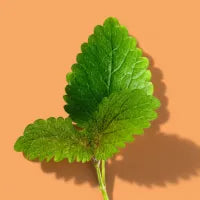 Lemon Balm