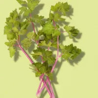 Pink Celery
