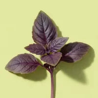 Purple Basil
