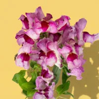 Purple Snapdragon