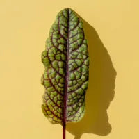 Red Sorrel