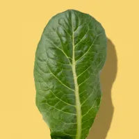 Romaine