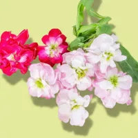 Stock Flower