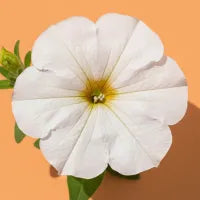 White Petunia