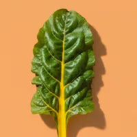 Yellow Chard