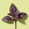 Purple Basil