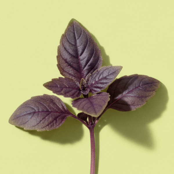 Purple Basil