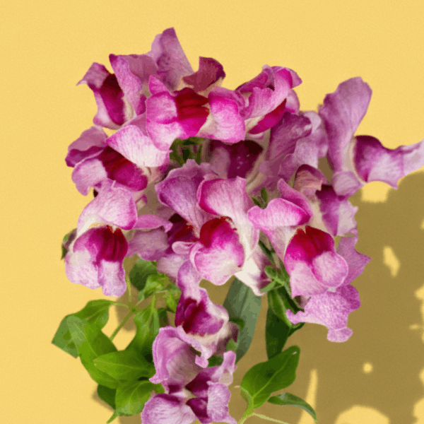 Purple Snapdragon