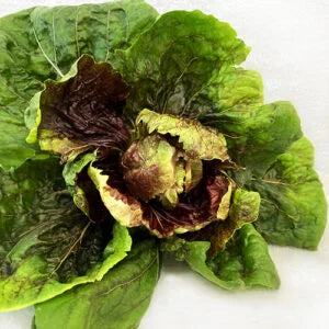 Radicchio
