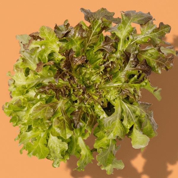 Red Salad Bowl