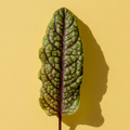 Red Sorrel
