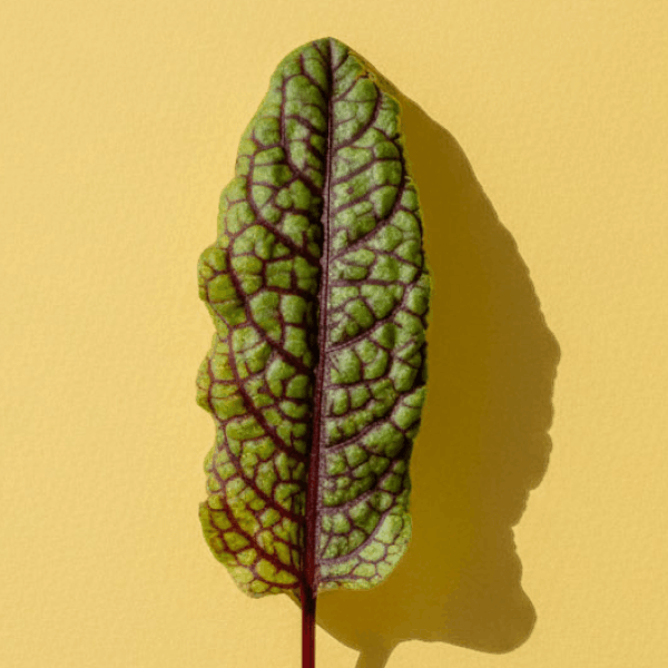 Red Sorrel