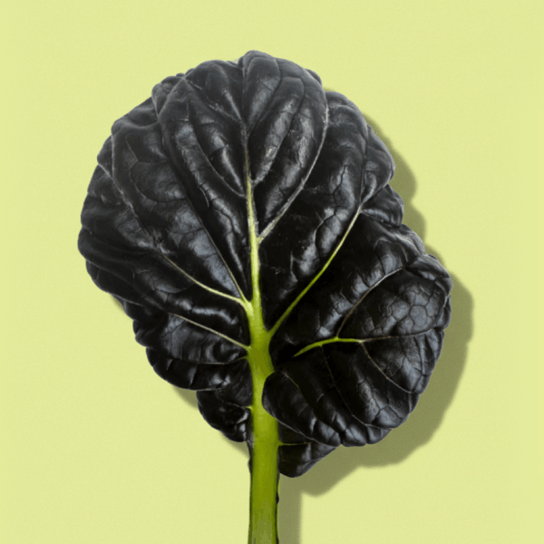 Red Tatsoi