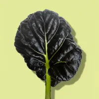 Red Tatsoi