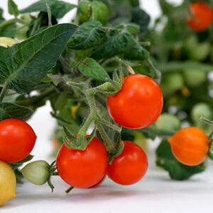 Red Cherry Tomato