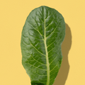 Romaine