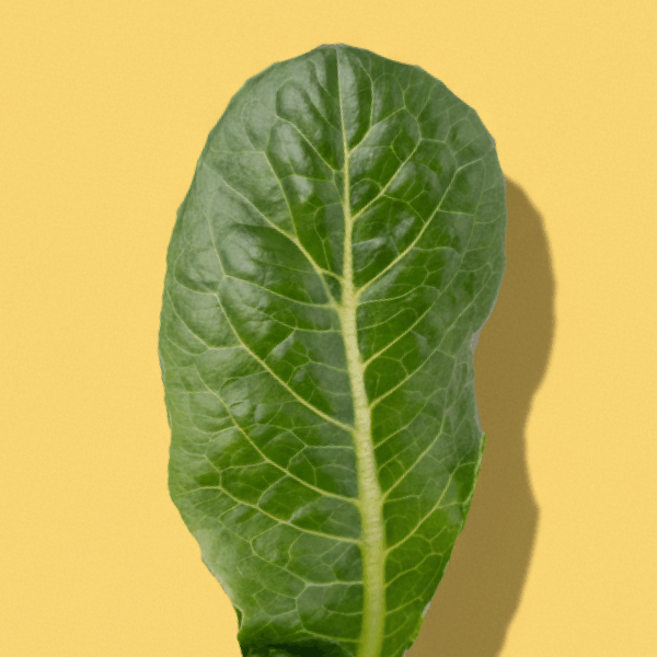 Romaine