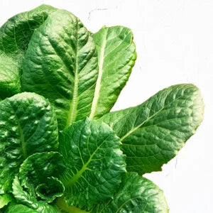 Romaine Lettuce