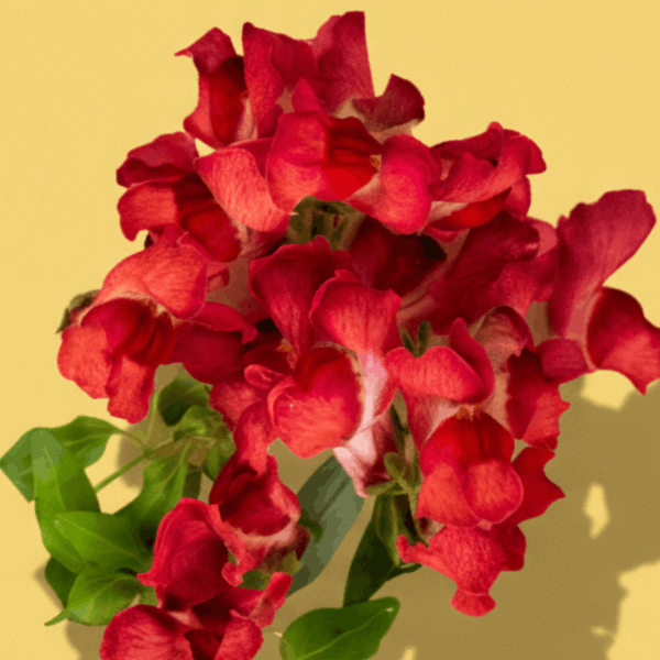 Scarlet Snapdragon