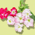 Stock Flower