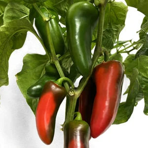 Sweet Peppers