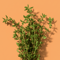 Thyme