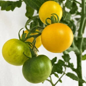 Yellow Cherry Tomato