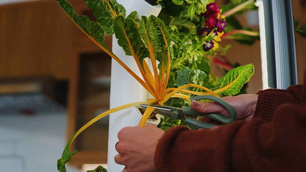 Leafy greens growing in a Gardyn