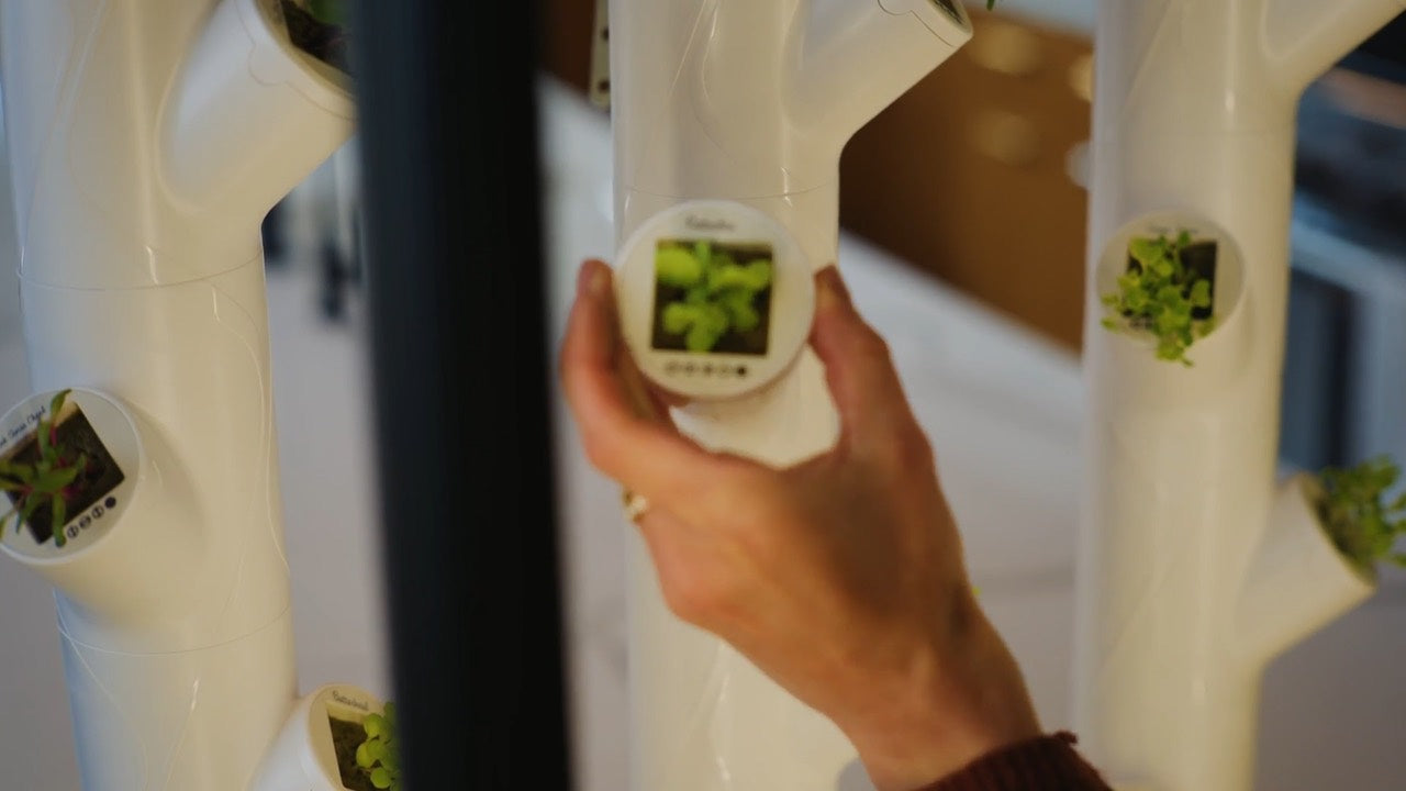 Seedlings sprouting in a Gardyn tower