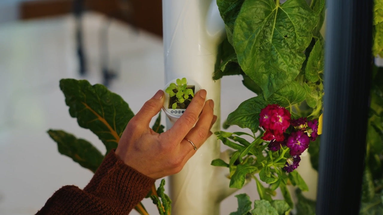 Fresh plants ready to add to a Gardyn