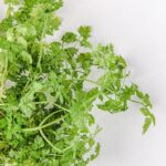 Bundle of Chervil on a white background