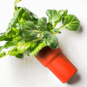 Gardyn ySleeve protecting young seedling as it grows in column