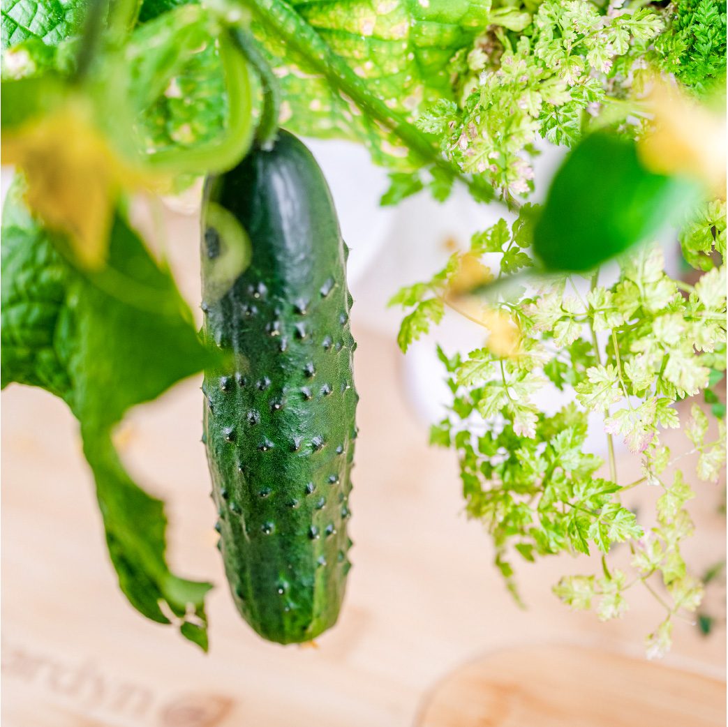 Pic-A-Little Hybrid Pickling Cucumber