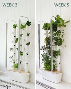 Indoor greenhouse growing: how to grow food year-round at home - Gardyn