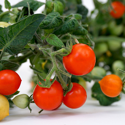 How To Grow And Care For Cherry Tomatoes