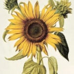 Botanical Illustration