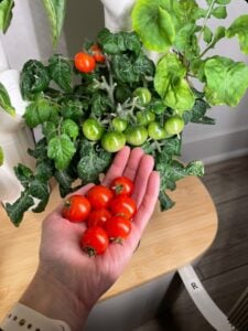 Tomatoes