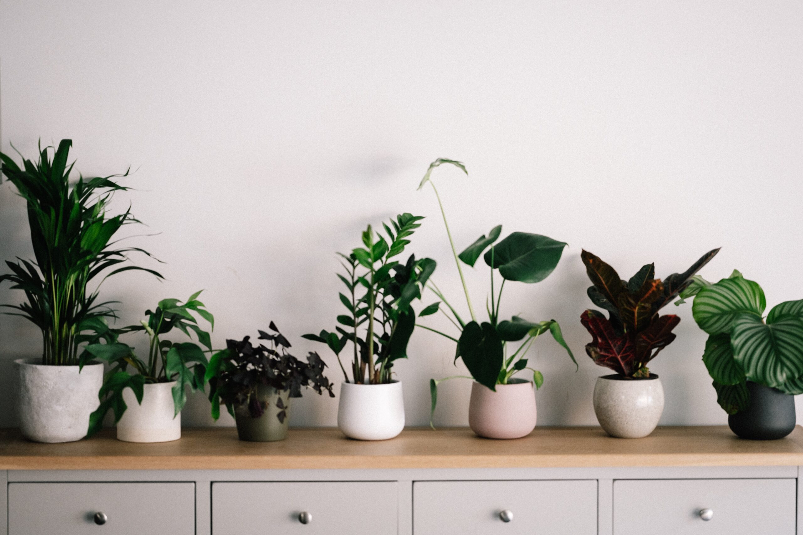Houseplant hydroponics are great for limited space