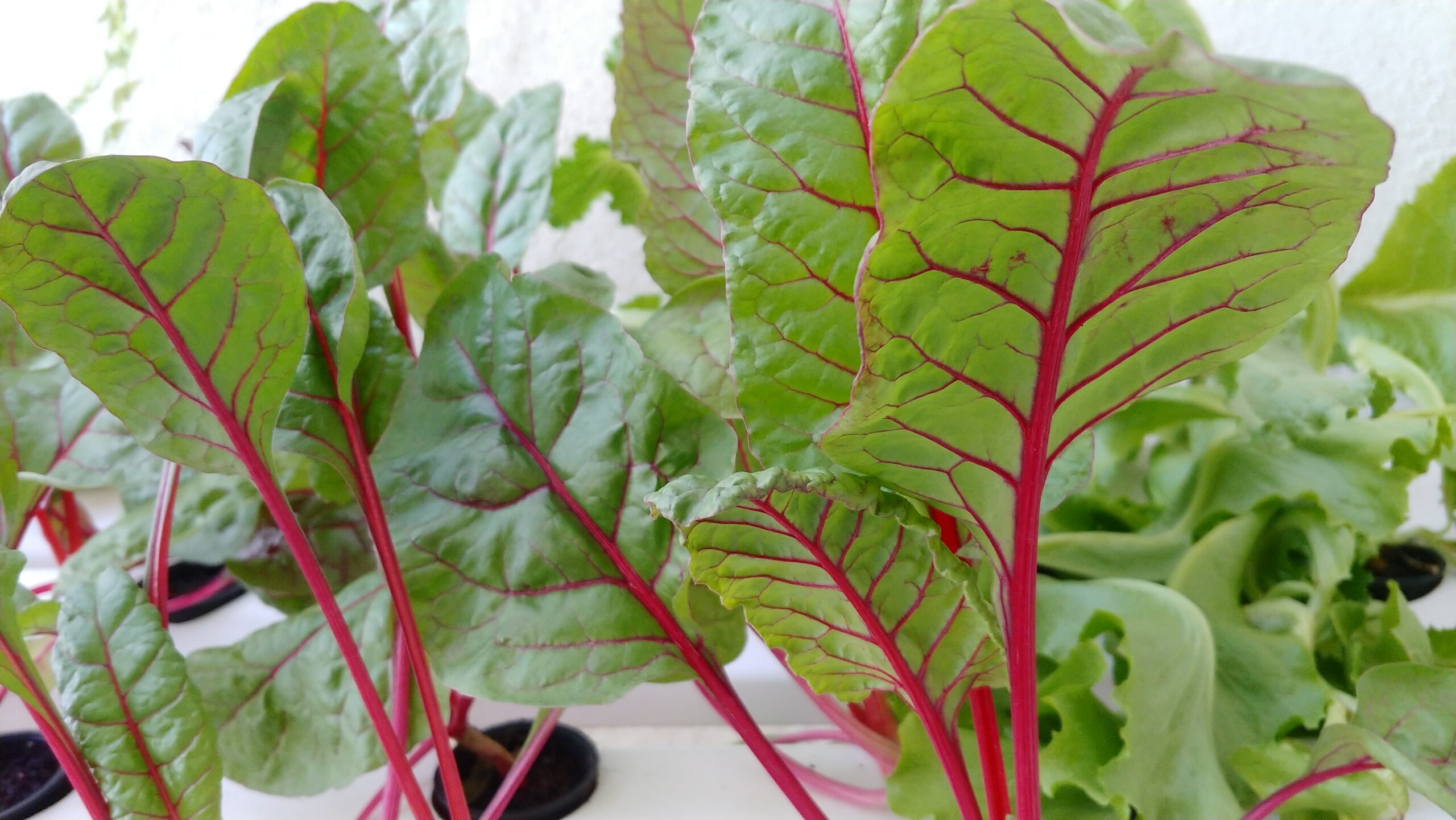 Hydroponic vegetables are low maintenance and easy for beginners