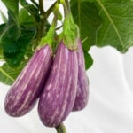 fairytale eggplant