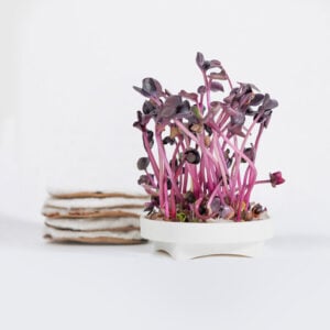 Red Sango Radish microgreens sprouted next to Arugula seed pad refills.