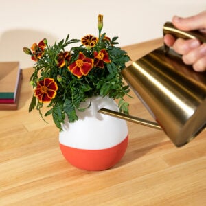 Adding water to Gardyn Vase self-watering single plant holder