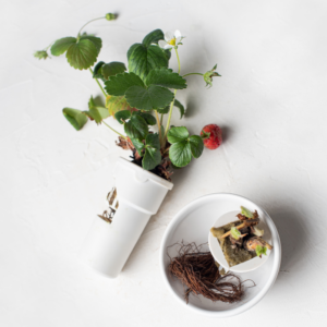 Strawberries yCube - sweet red berries ripening on compact plants