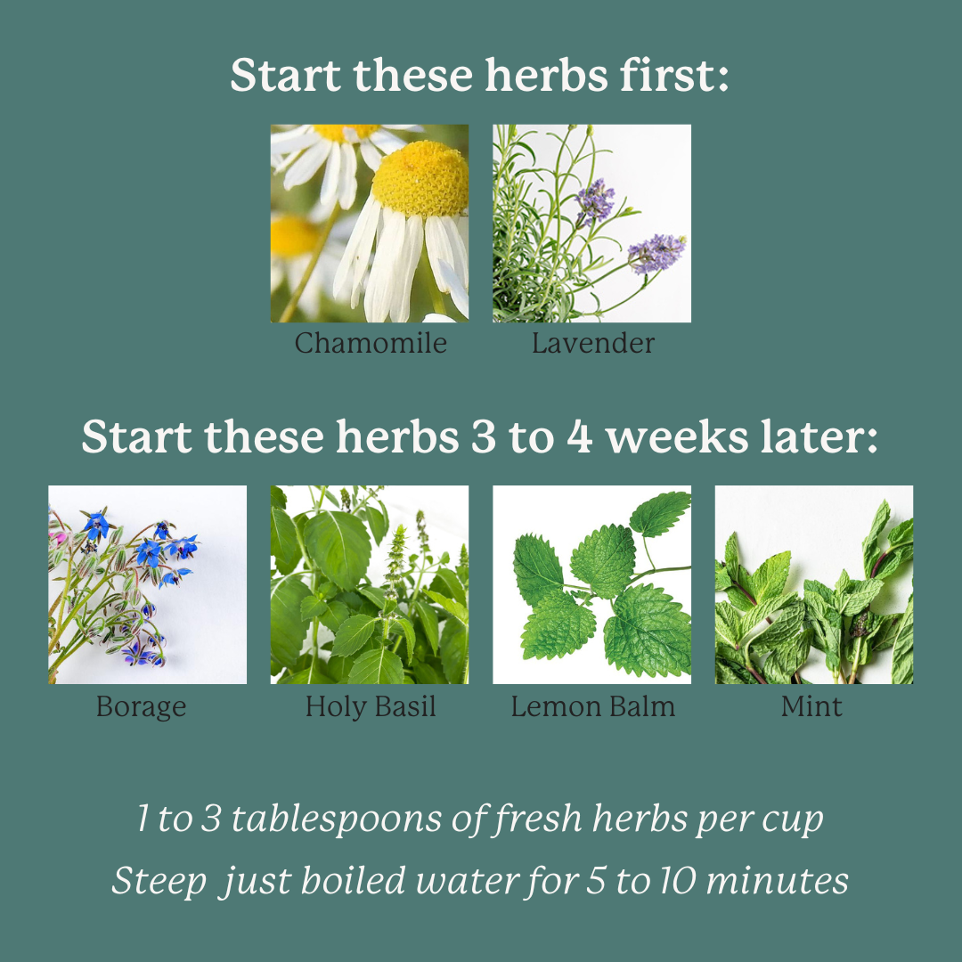 https://mygardyn.com/wp-content/uploads/2023/03/Start-these-herbs-first-1.png