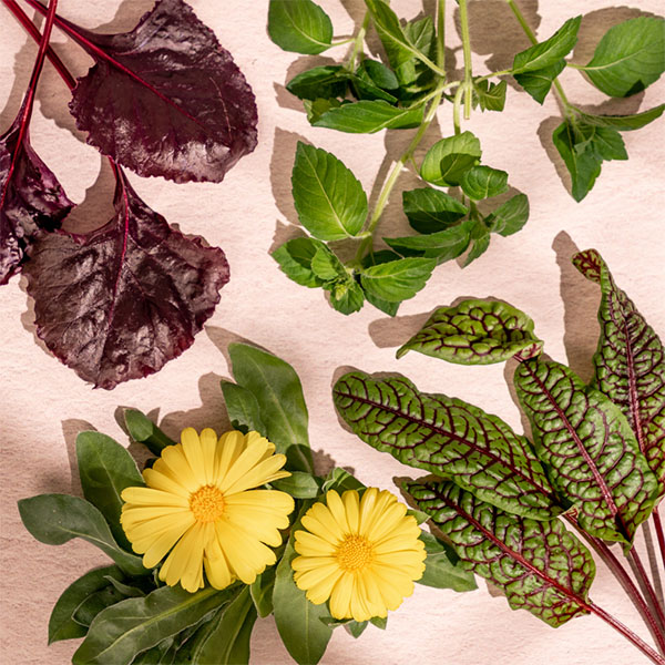 flowers and herbs to strengthen immunity prepack