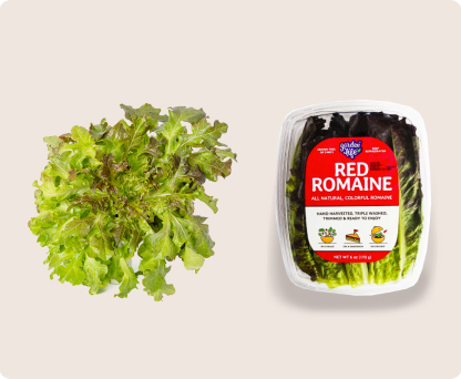 red romaine lettuce. gardyn lettuce vs. grocery store lettuce in container