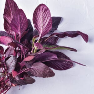 Red Amaranth yCube - vibrant magenta superfood leaves