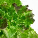 Red Sails Lettuce yCube - burgundy-tipped frilly loose-leaf lettuce